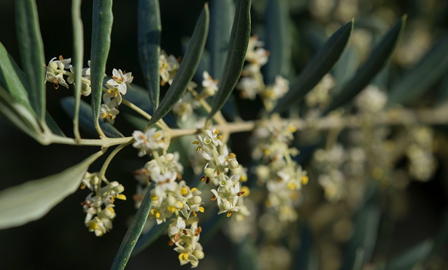 Imagen de uno de los 65 millones de olivos en plena floración, causantes de una de las alergias más comunes en la zona mediterránea europea. EFE/