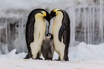  El pingüino emperador está en peligro de extinción por la pérdida de hielo en la Antártida. 