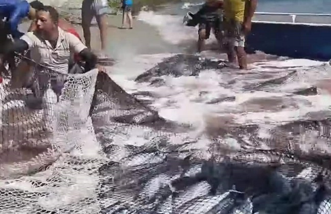 Esta abundancia de peces llenó de optimismo a los pescadores artesanales del Santa Marta, quienes ven con admiración el gran tamaño de este pescado. /Pescadores de Taganga