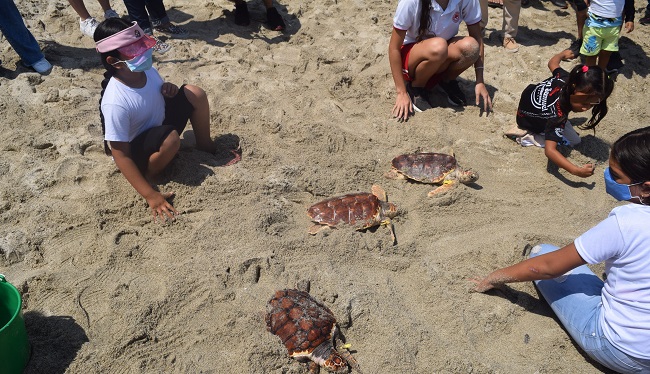 260 tortugas marinas fueron liberadas en el sector Mendihuaca. Los niños participaron del evento.