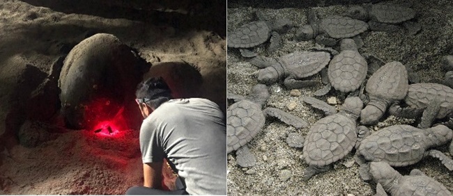 Proceso de anidación de tortugas marinas en las playas de Mendihuaca, y neonatos de tortuga Caguama listos para ser dispuestos a fase de levante.