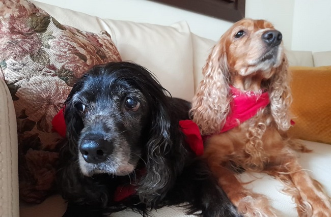Tener perros o gatos en casa ayuda a mejorar la salud mental de las personas, evitando la soledad, reduciendo el estrés o incluso la depresión.  