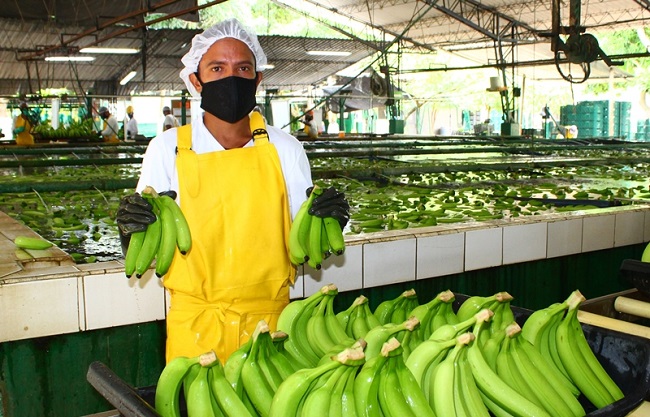 El narcotráfico es una amenaza para el sector bananero que genera 55 mil empleos entre directos e indirectos en la zona norte del país.