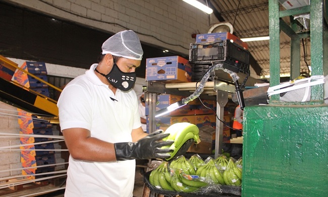 El banano es el principal producto que se moviliza por el Puerto de Santa Marta y el principal producto de exportación de los departamentos del Magdalena y La Guajira.