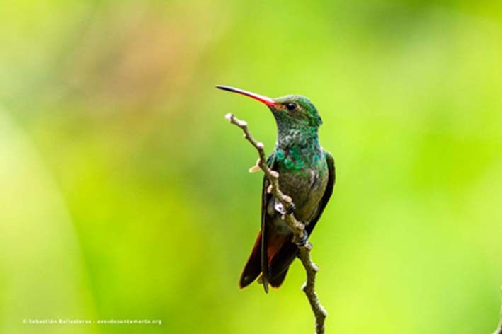 Amazilia tzacatl – Amazilia colirrufa.  Un colibrí común en bosque seco tropical, su característico pico rojo y el color café de su cola los distinguen de otros colibríes en la región. 