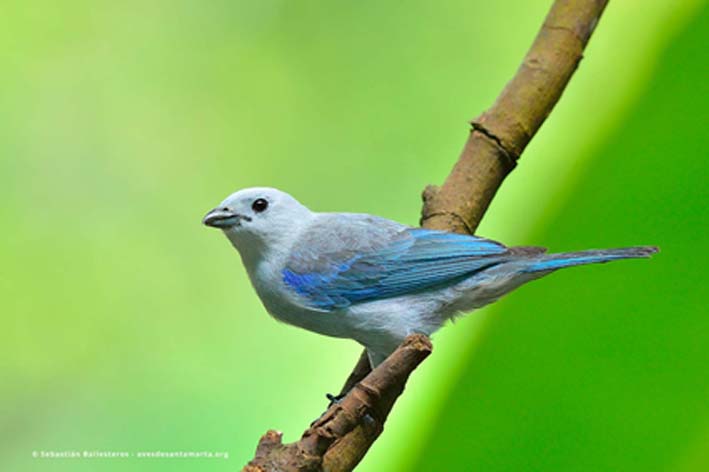 Thraupis episcopus – Azulejo  Una tangara muy vistosa, característica por sus tonos azulados, infortunadamente, quizá por la belleza de su plumaje es muy común observarla enjaulada en la región Caribe. Disfrutemos nuestras aves y biodiversidad en libertad. 