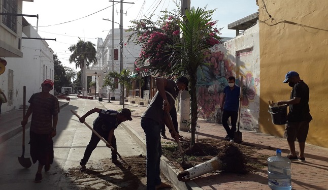 En la calle San Antonio (calle 19) se repusieron dos palmeras que se habían muerto.