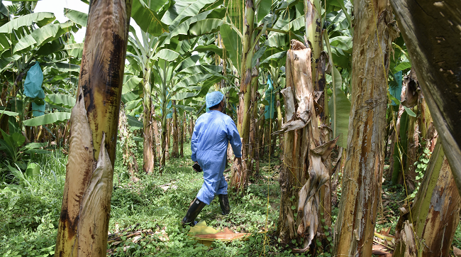 La finalidad de esta acción es hallar plantas que tengan sintomatología asociada a Fusarium Raza 4 Tropical - Foc R4T.