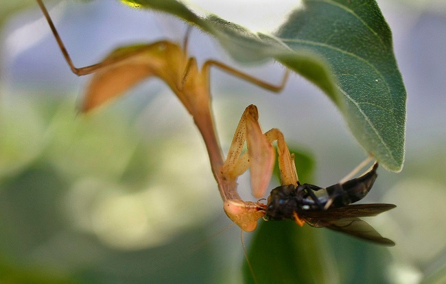 Una mantis religiosa devora una mosca debajo de una hoja en Ciudad del Cabo (Sudáfrica).