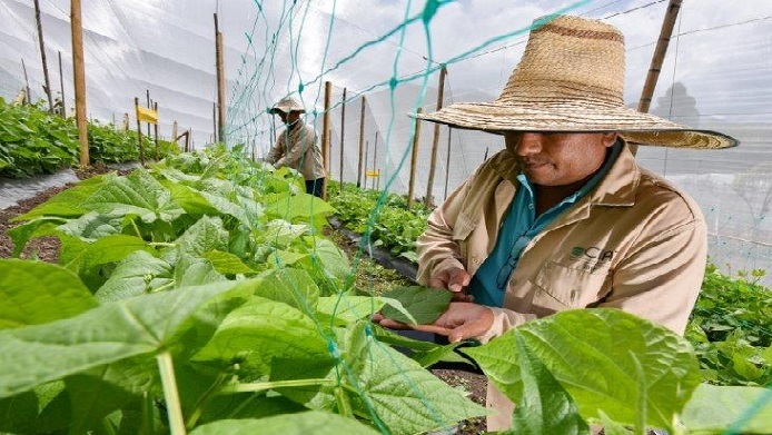 ‘Semillas del Futuro’ ampliará sus colecciones a otros cultivos esenciales apoyando así la seguridad alimentaria y nutricional mundial, dijo el Presidente Duque Márquez.