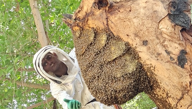 Llevar devuelta a las abejas a su hábitat hace parte del cuidado y preservación de esta especie.