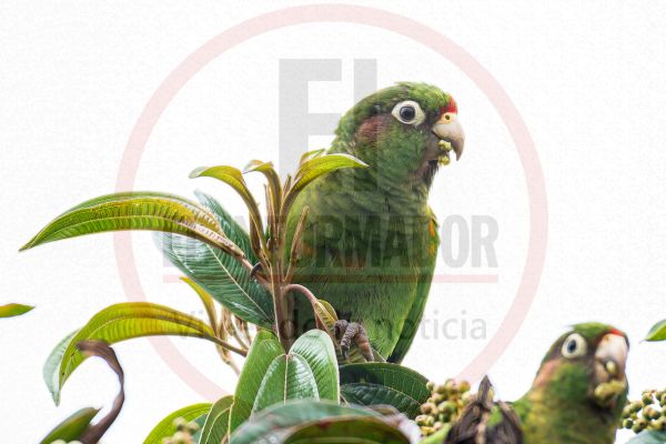  Lorita Serrana - Pyrrhura Viridicata. Ave endémica de la Sierra Nevada de Santa Marta, Foto Breiner Tarazona. 