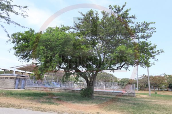 Uno de los Macurtú de la Universidad del Magdalena, justo detrás de una de las canchas de microfútbol. En el campus se encuentran tres Macurutús. Derechos Reservados/ELINFORMADOR