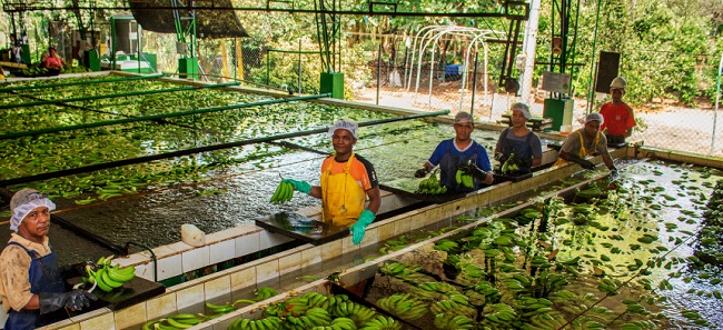 Planta de tratamiento de banano verde. Foto Asbama.