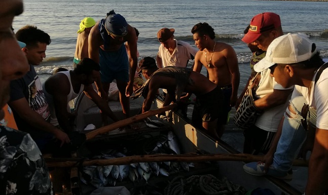 Aunque el bonito ya no tiene tanto auge como años atrás, todavía hay temporadas en las que en las costas de Santa Marta se pueden pescar por montones. 