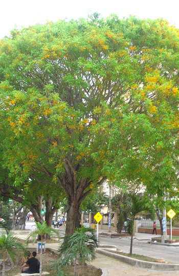 El árbol de trébol alcanza a vivir hasta 60 años y facilita la reforestación por sus habilidades para crecer tanto en àreas secas como hùmedas.