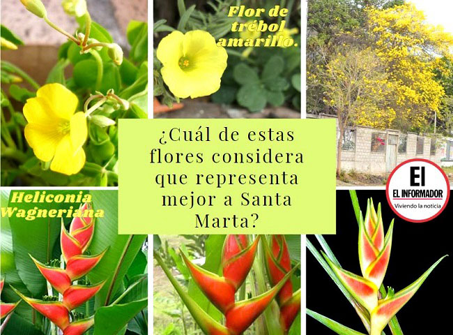 En una encuesta realizada por EL INFORMADOR, la flor de trébol fue seleccionada como la más representativa de Santa Marta.