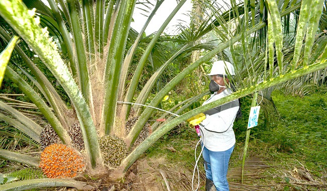 Uno de los grandes frentes de trabajo está en el acompañamiento a los productores para alcanzar mayor productividad y seguir adoptando buenas prácticas. Fotos: Fedeplama.