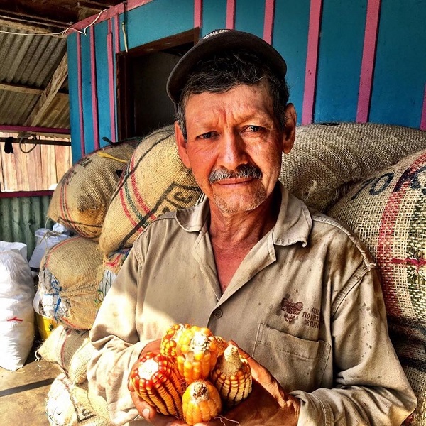 Campesinos e indígenas han comenzado a diversificar los cultivos tradicionales de pancoger con el fin de generar ingresos.