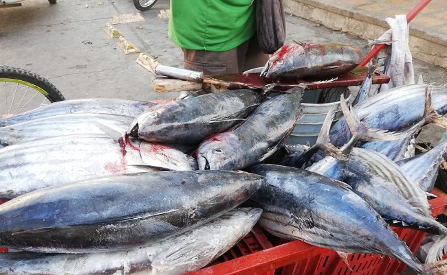 Esta abundancia de peces llenó de optimismo a los pescadores artesanales de Santa Marta a finales del mes de febrero.