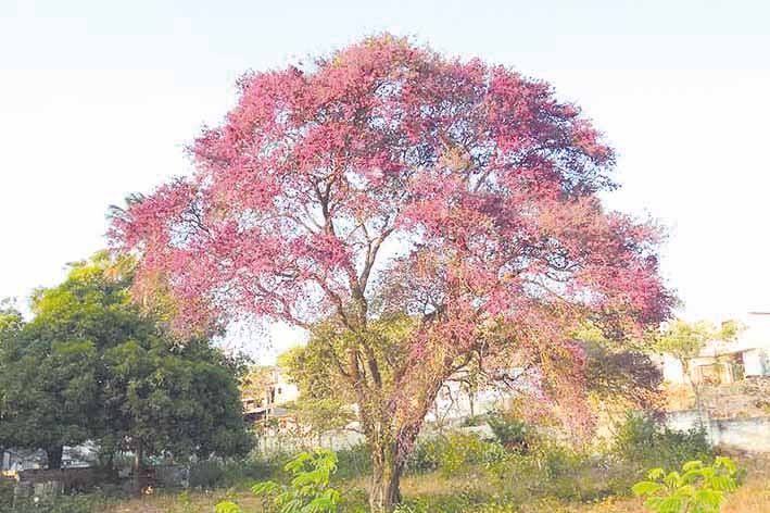 Otros nombres que recibe popularmente el árbol samario Macurutú son; Murrucuto, Mucuruto, Mucurutú y Sietecueros. 