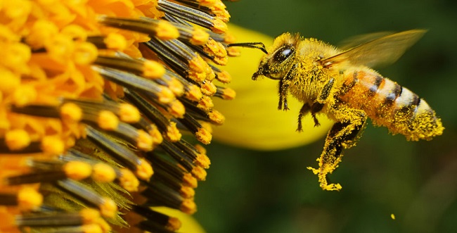 Pese a su importancia para la naturaleza, las abejas están en grave peligro.