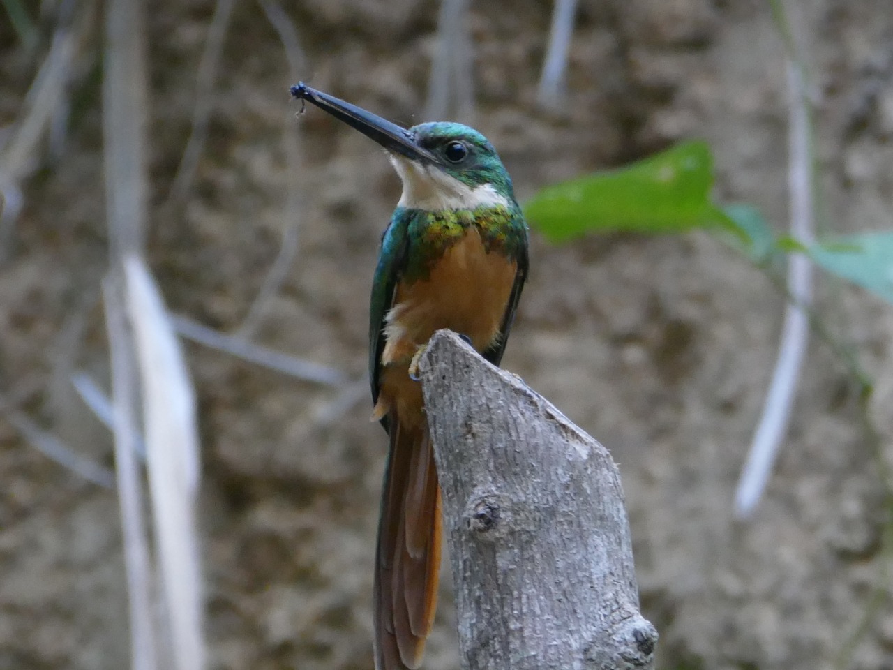 Fotos de algunas aves registradas durante la jornada. Foto de Francisco Troncoso Avesdesantamarta.org 