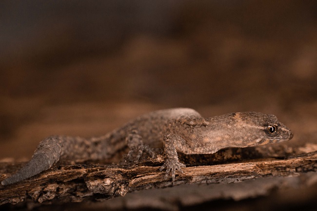 Encontrar este lagarto en la hojarasca fue como buscar una aguja en un pajar, por eso los investigadores utilizaron cuadrantes donde removían todo el material del suelo hasta hallar a los individuos.  
