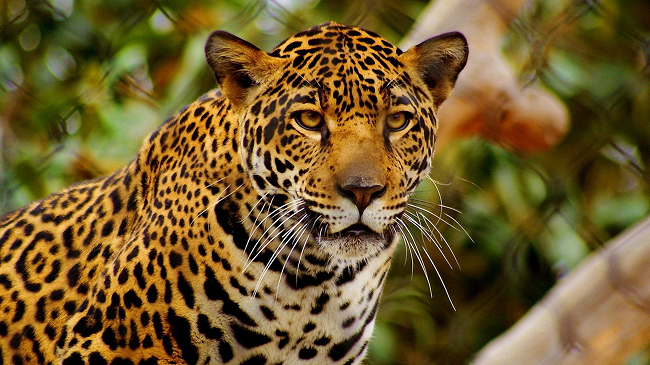 El jaguar se asemeja mucho en apariencia física al leopardo pero generalmente es de mayor tamaño, cuenta con una constitución más robusta y su comportamiento y hábitat son más acordes a los del tigre.
