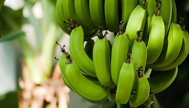 Hace dos semanas, el jefe de la cartera agropecuaria detalló que la región de Urabá se encontraba libre de Fusarium Raza 4 Tropical