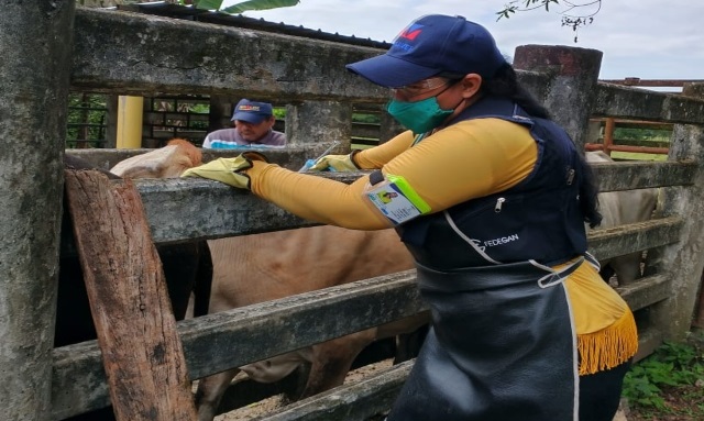 Durante el ciclo de vacunación, el Instituto Colombiano Agropecuario realizará supervisión de la cadena de frío en todos los puntos de distribución autorizados, a predios vacunados y a vacunadores
