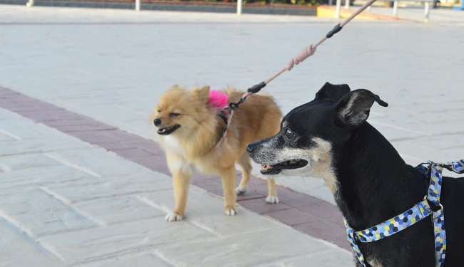 Uno de los beneficios de sacar a pasear a las mascotas es que puedan socializar con otros perros. 