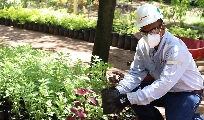 Los árboles fueron plantados bajo los planes de recuperación de ecosistemas.