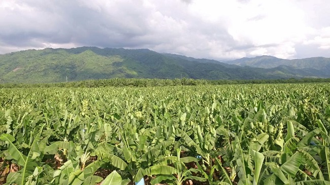 La Comercializadora Internacional Bananeros Unidos de Santa Marta, C.I. Banasan S.A.S. cuenta con más de 80 fincas bananeras y con cooperativas de pequeños productores que poseen otras 45 cada una.