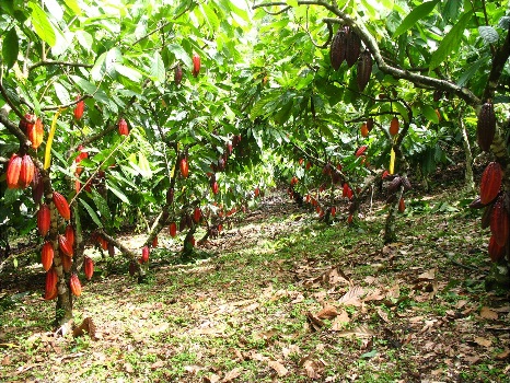 Uno de los objetivos de Fedecacao y el Banco Agrario es aumentar el cultivo de cacao a 2000 kilos por hectáreas.