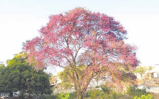 Macurutú más conocido como el árbol samario. 