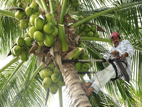 Hacer parte de Comunidad Internacional del Coco le abriría las puertas a Colombia para llegar al mercado de EE UU principal importador de coco en el mundo.