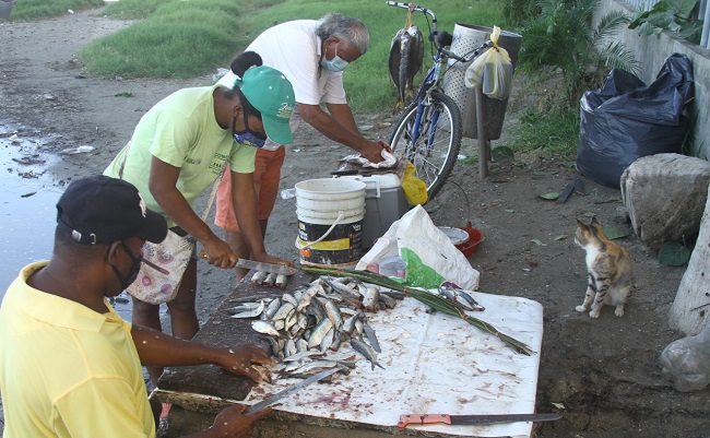 Las condiciones de salubridad en las que son manipulados estos pescados no son las mejores, sin mencionar que se torna difícil cumplir con los protocolos de bioseguridad, específicamente el lavado de manos, estando en una venta ambulante. 