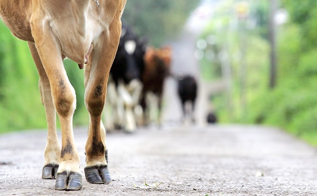 La carne roja y los lácteos tienen un impacto medioambiental muy grande. EFE/Jeffrey Arguedas