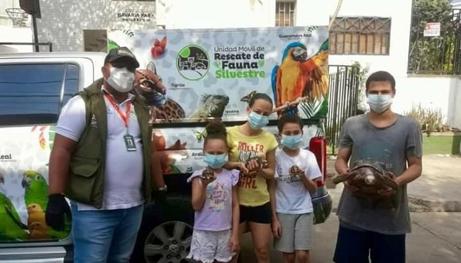 Cada uno de estos reptiles fue puesto en recuperación para su pronto retorno a su hábitat natural