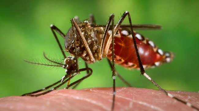 Fiebre, dolor en los huesos y dolor de cabeza, dolores en las articulaciones, pérdida del apetito y dolor detrás de los ojos, son los síntomas característicos del dengue. 