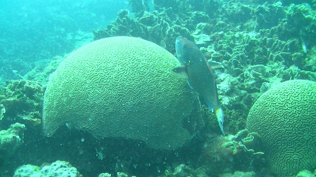 En la cría de larvas de coral, el aporte de la Institución es el de acondicionar unos sustratos para que sean cubiertos de algas coralináceas.