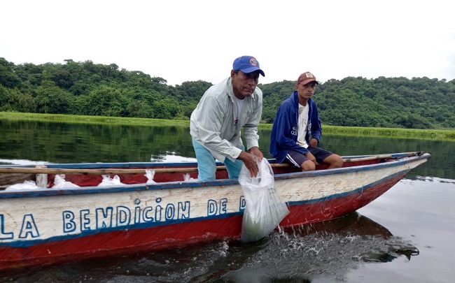 Los pescadores destacaron el impacto de esta siembra de alevinos en la economía de las familias pesqueras.