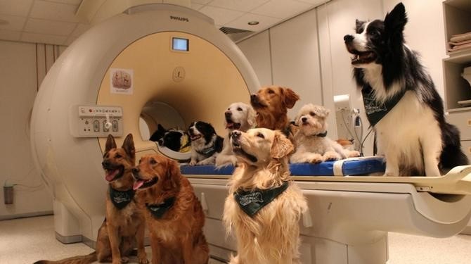 Un grupo de dieciocho perros, entre ellos el de la investigadora, fueron entrenados para permanecer inmóviles en un escáner cerebral.