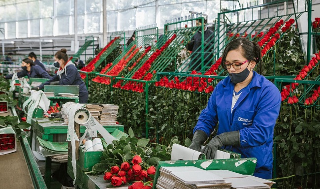 20 mil empleos temporales formales genera la floricultura Colombiana durante San Valentín.