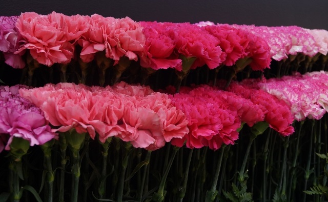 En Colombia hay 2155 predios floricultores registrados como exportador, los cuales son objeto de seguimiento por parte de las entidades nacionales para que se mantenga el estatus fitosanitario de las flores.