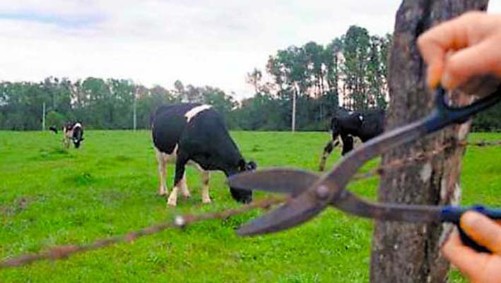 El abigeato tiene azotados a los productores del campo en La Guajira.