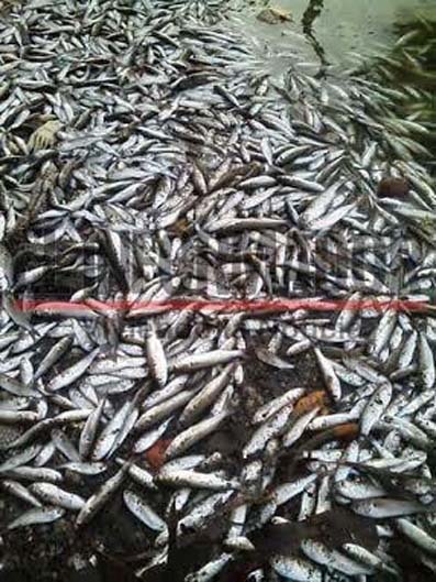 Mortandad de peces en la Ciénaga Grande.