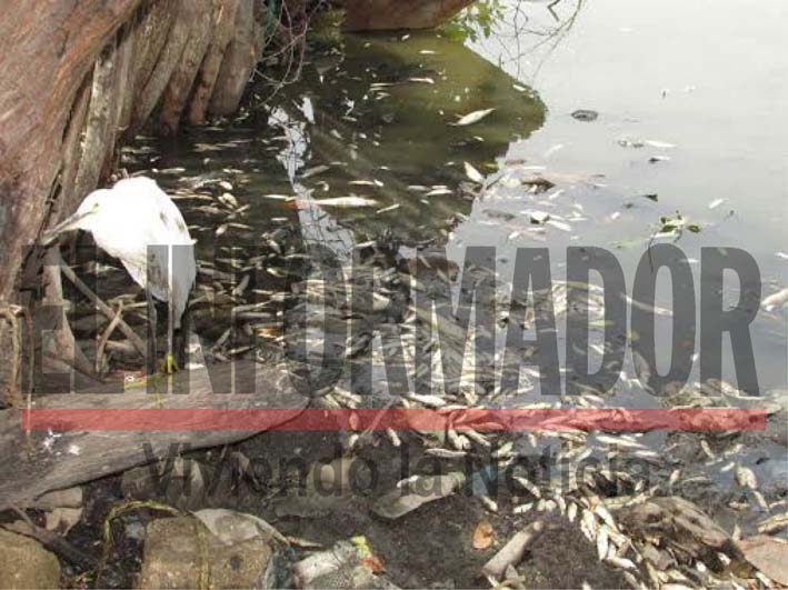 Salud pública y Corpagmag realizan inspección en la Ciénaga Grande por mortandad de peces.