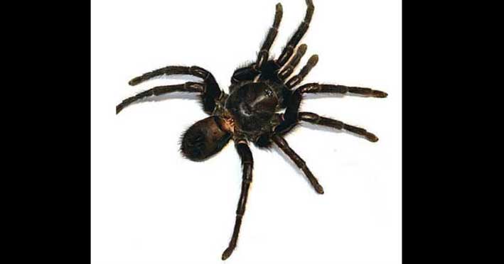 Kankuamo marquezi